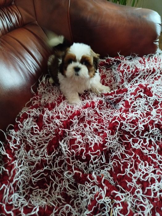 Piękna suczka Shih TZU
