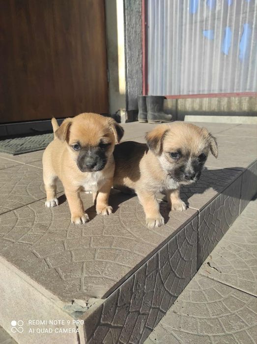 Oddam pieski w dobre ręce, suczki