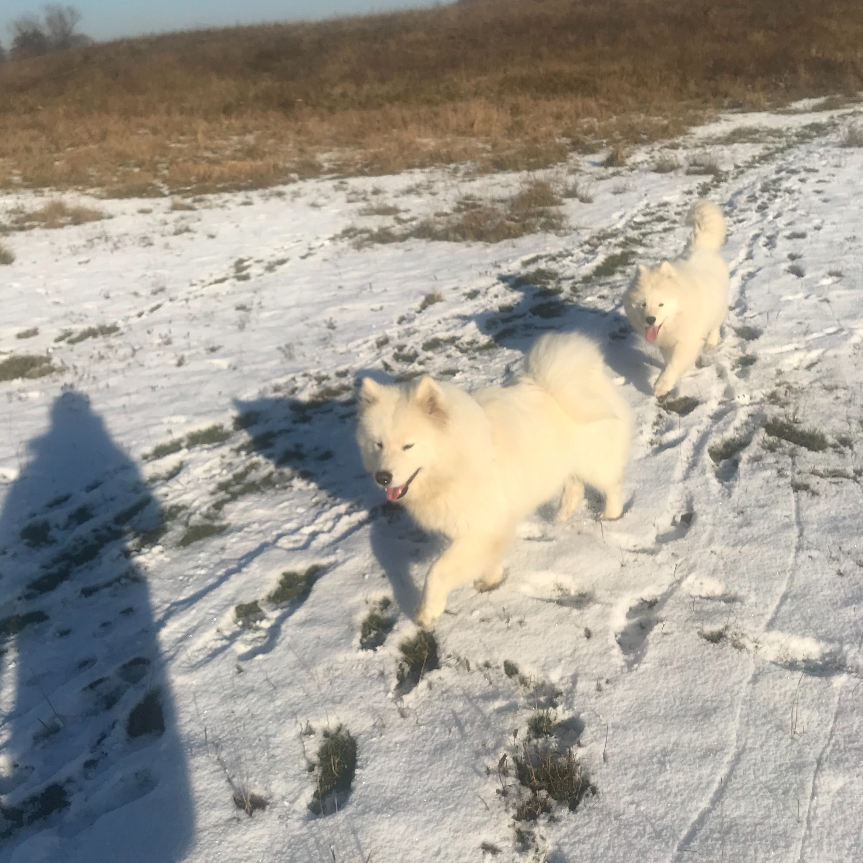 Вязка,молодий самоїд шукає самку