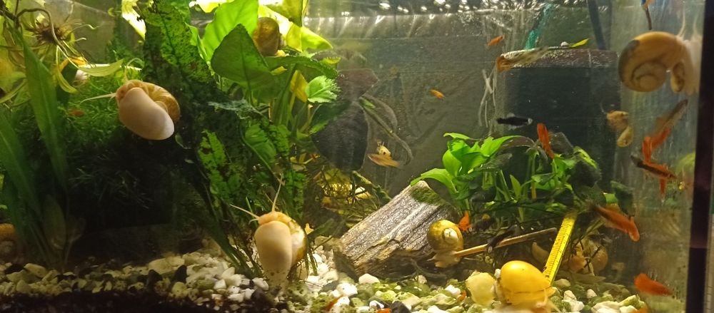 Złote ślimaki oddam oferta do niedzieli