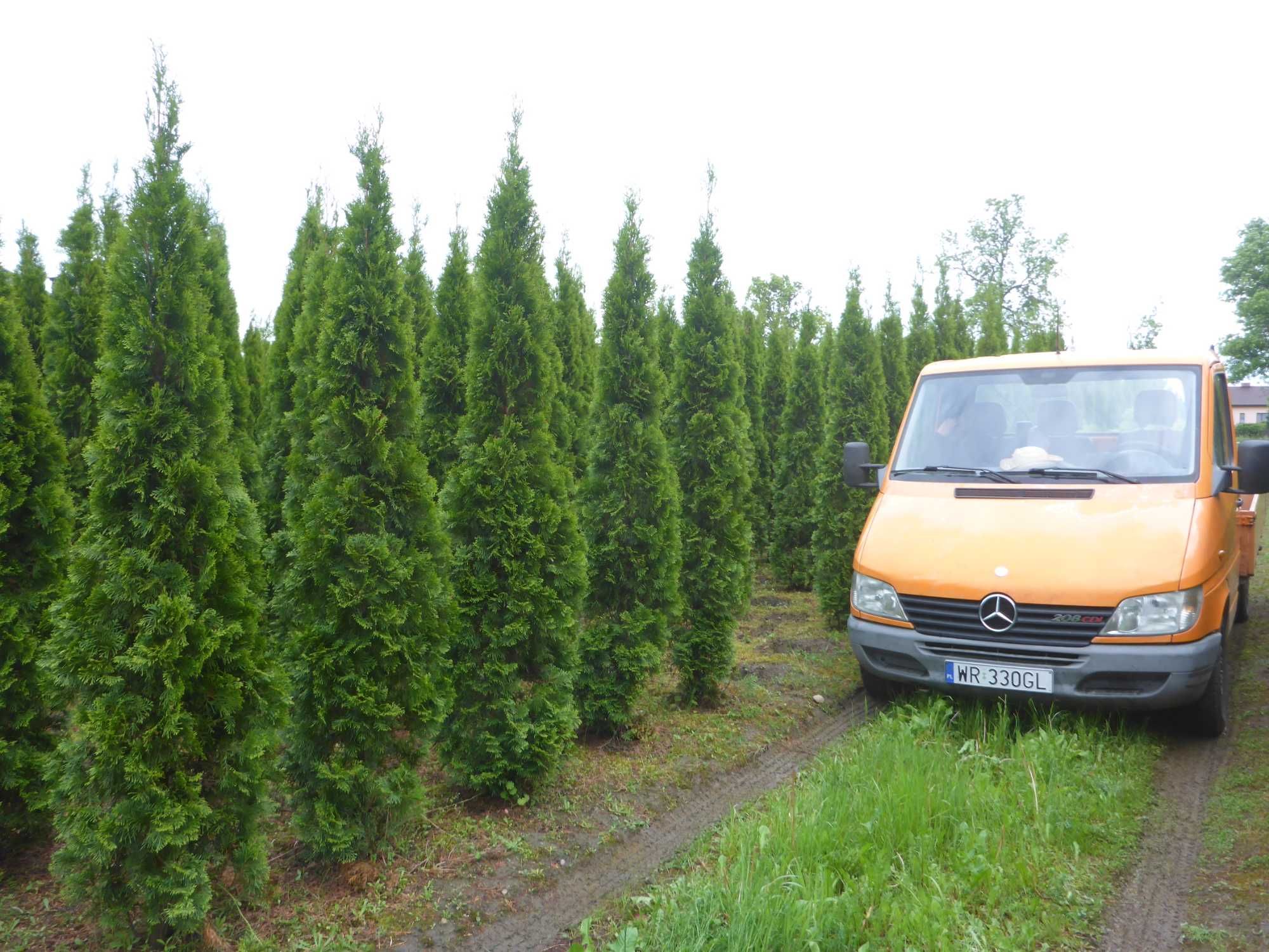 170cm ‼️ złoty szmaragd 150 GOLDEN SMARAGD tuja 160 złocista 180 DOWÓZ