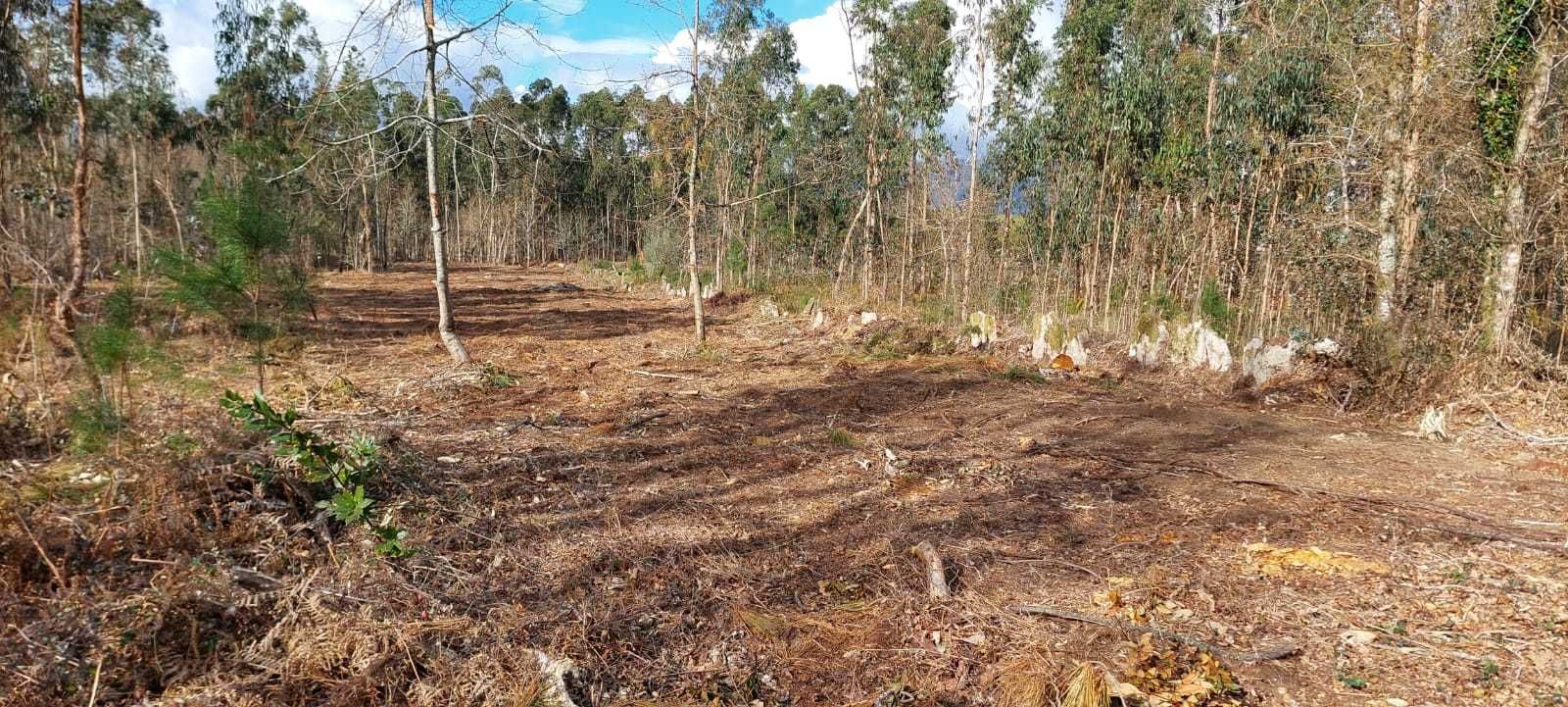 Terreno florestal c/ 3.162 m2 em Subportela, Viana do Castelo