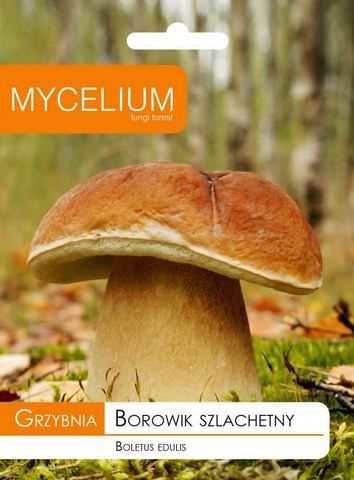 Borowik Szlachetny, Prawdziwek - grzybnia grzyby leśne