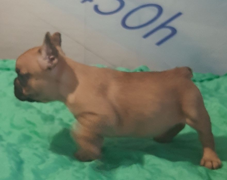 Цуценята  французского  бульдога