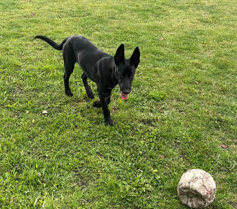 Owczarek belgijski Malinois 5 miesięcy