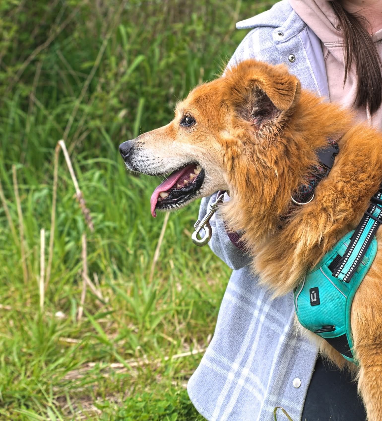 Beżowy rudy puchaty piesek z sierścią jak samojed szuka domu