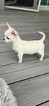 Chihuahua mini piesek