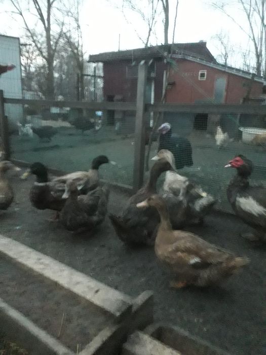 Jaja lęgowe kacze