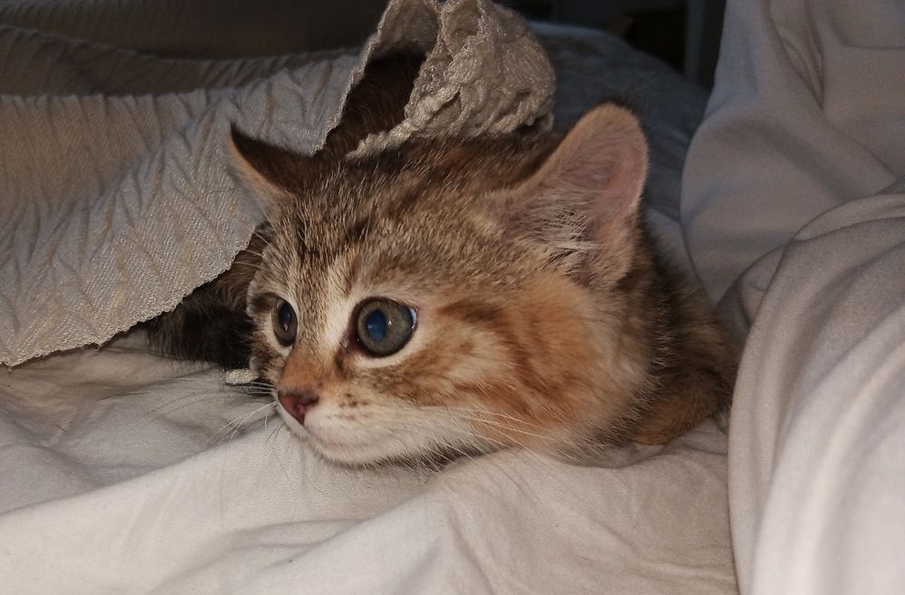 Oddam kotki w dobre rece