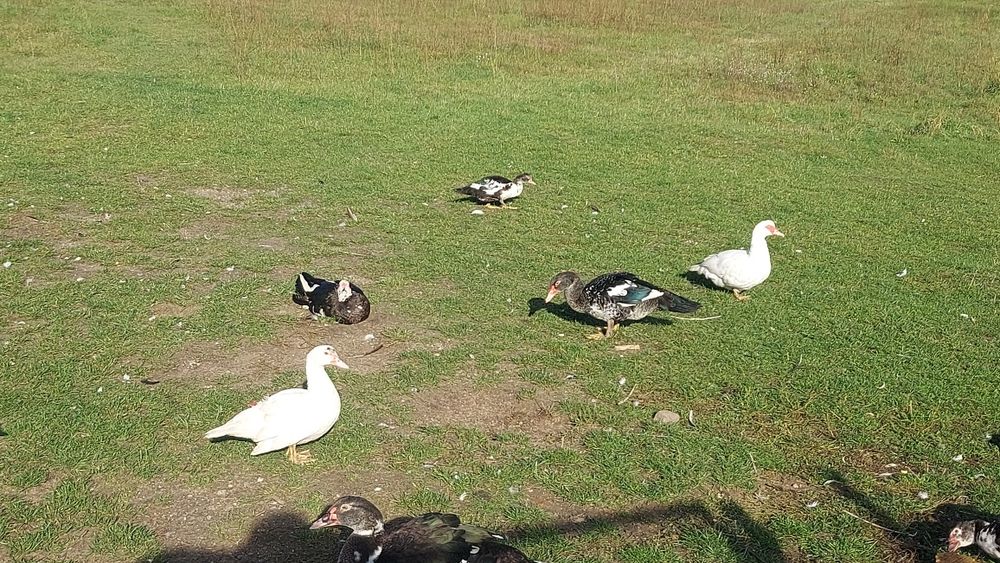 Kaczki Kaczor Francuskie