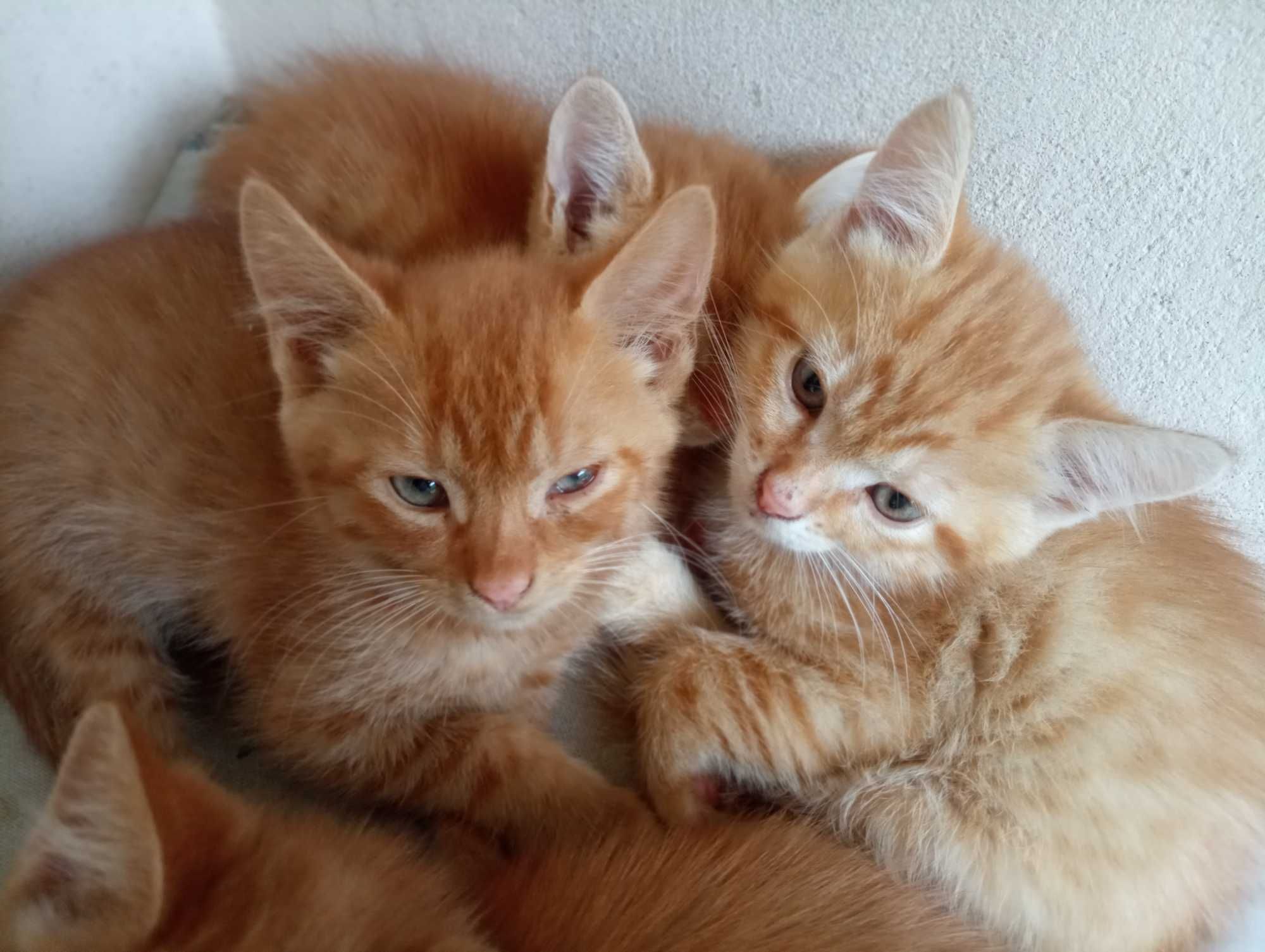 Котики у добрі руки