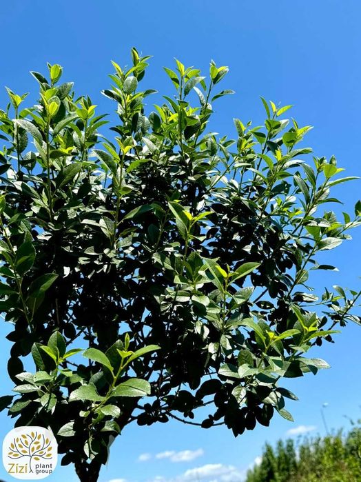 Prunus eminens Umbraculifera, wiśnia osobliwa, pień 220cm, obw.8-12cm