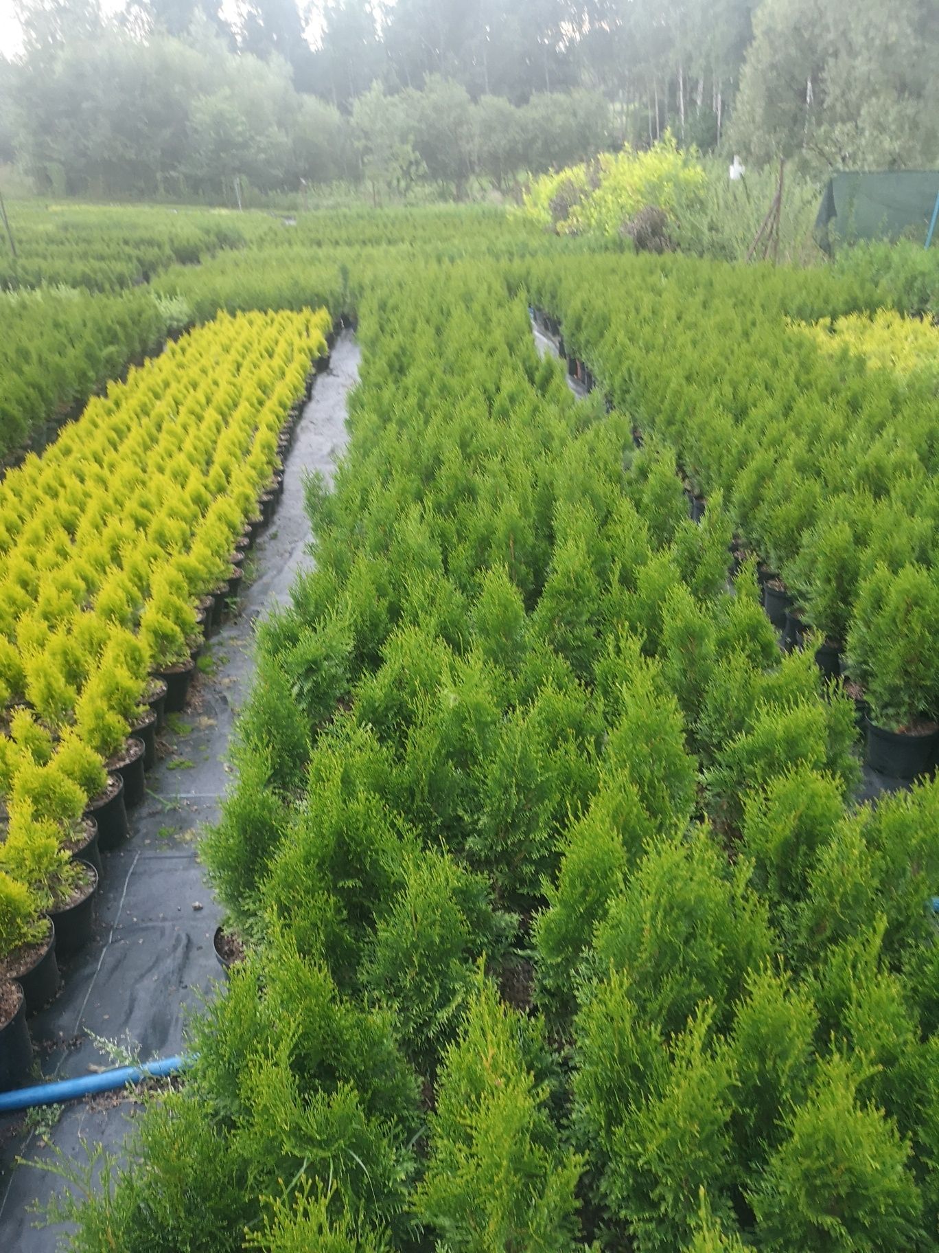 Thuja tuja szmaragd  brabant Columna 180 cm