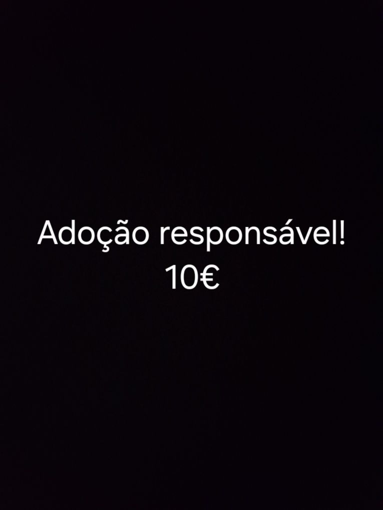 Gatinho com 4 semanas