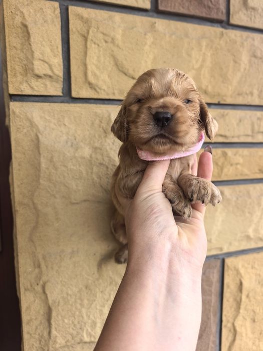 Śliczny szczeniak cocker spaniel