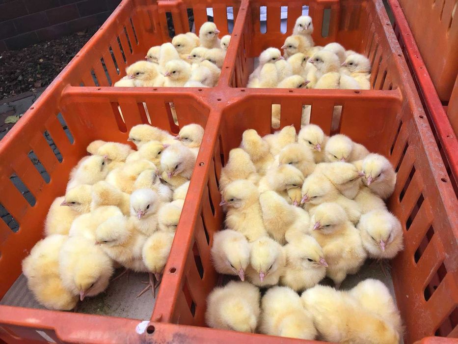 Kurczaki pisklęta nioski, Leghorn, Greenshell, Sussex, Rosa, Araukany