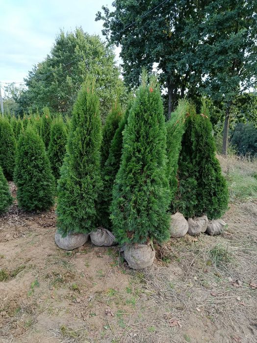 Tuja brabant, szmaragd 150,160,180,200,220,250cm,sadzimy,dowoz