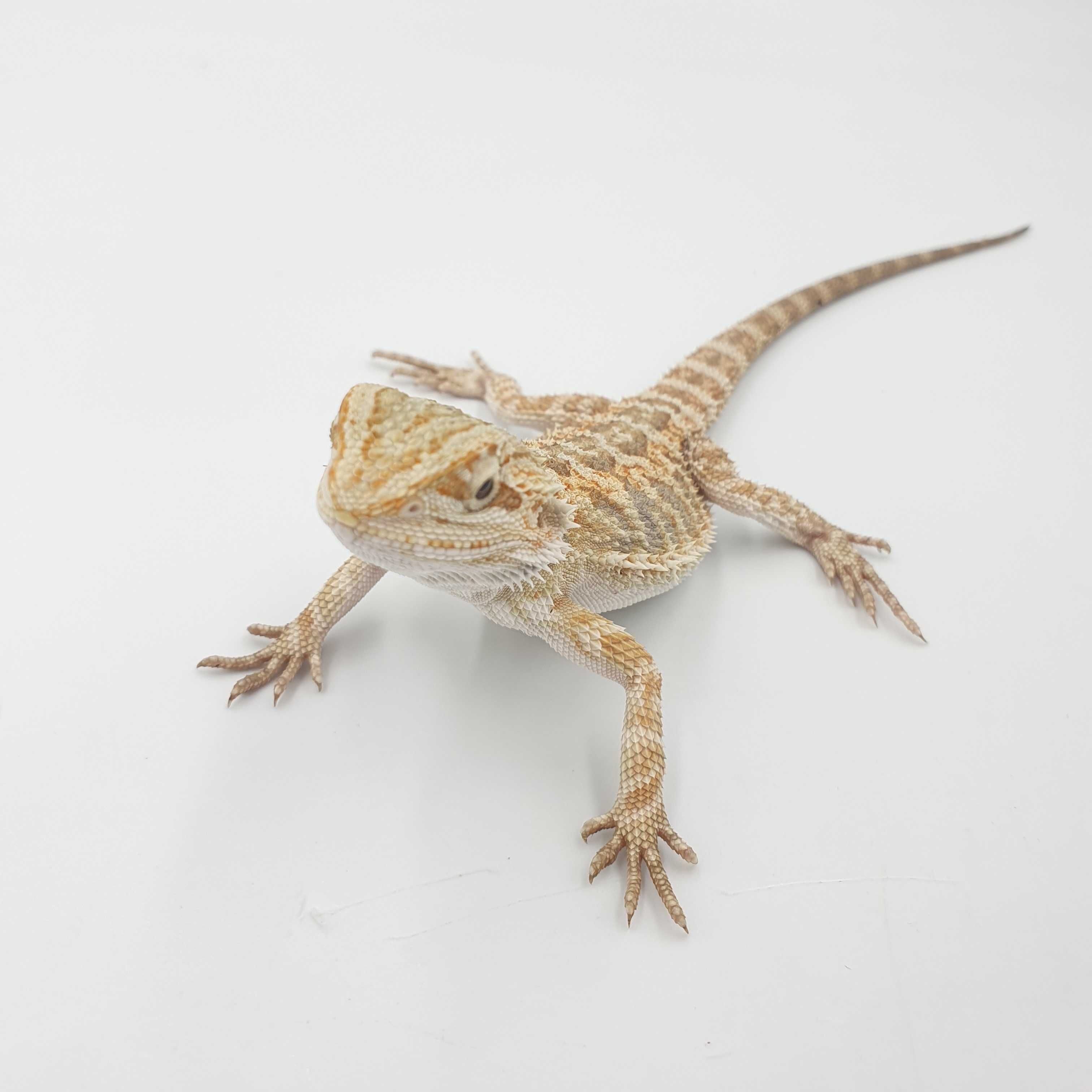 Agama brodata / Pogona vitticeps LIZARD shop