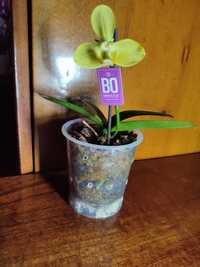 Орхидея бабулетка,