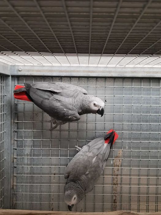 Casais Papagaios Cinzentos de Cauda Vermelha