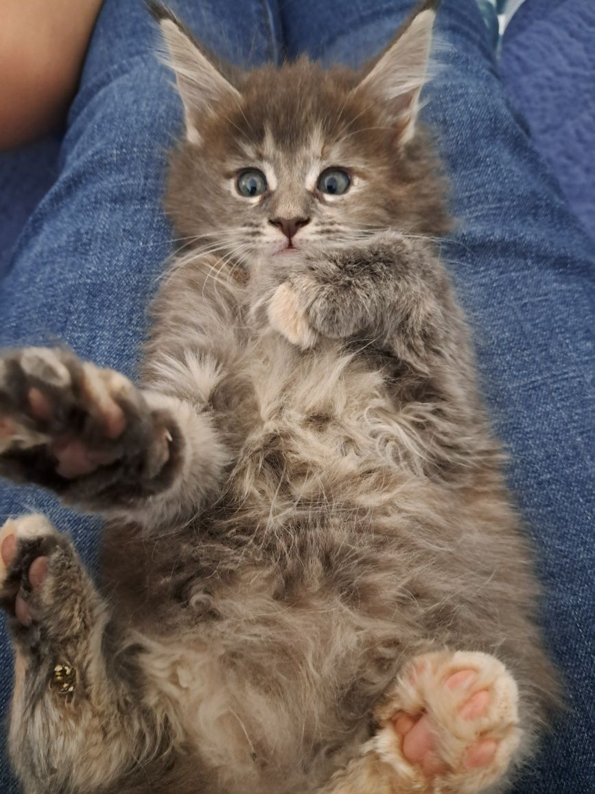 Grażynka Maine Coon