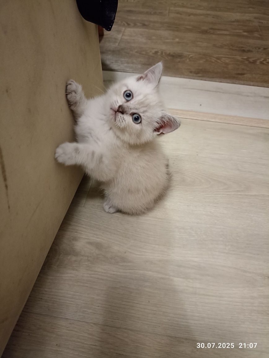Скотіш страйт Скотіш фолд