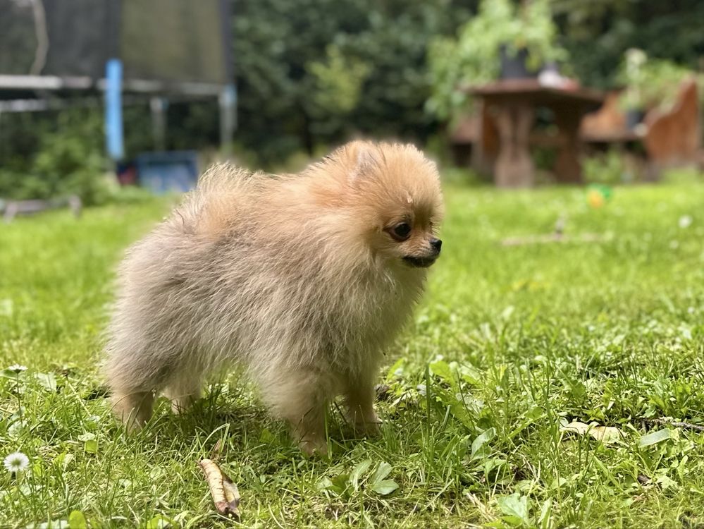 Pomeranian szpic miniaturowy FCI ZKwP