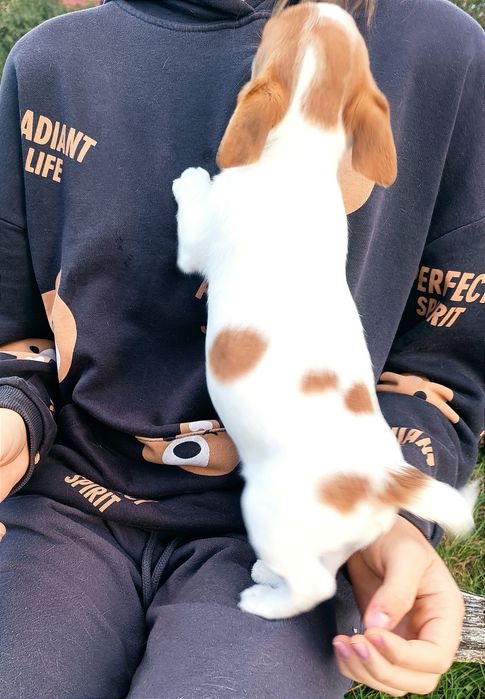 Jack Russell Terrier gładkowłosy ZKwP FCI