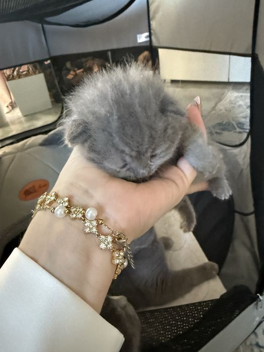 Kot brytyjski niebieski liliowy