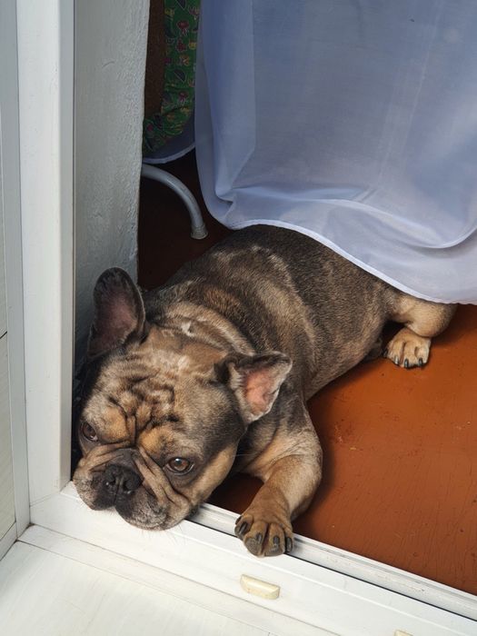 Французский бульдог Вязка