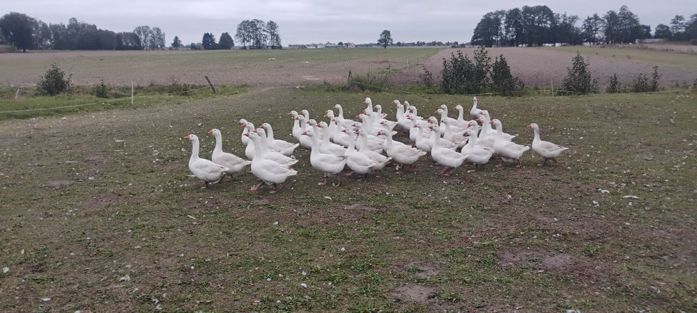 Sprzedam gęsi/tuszki