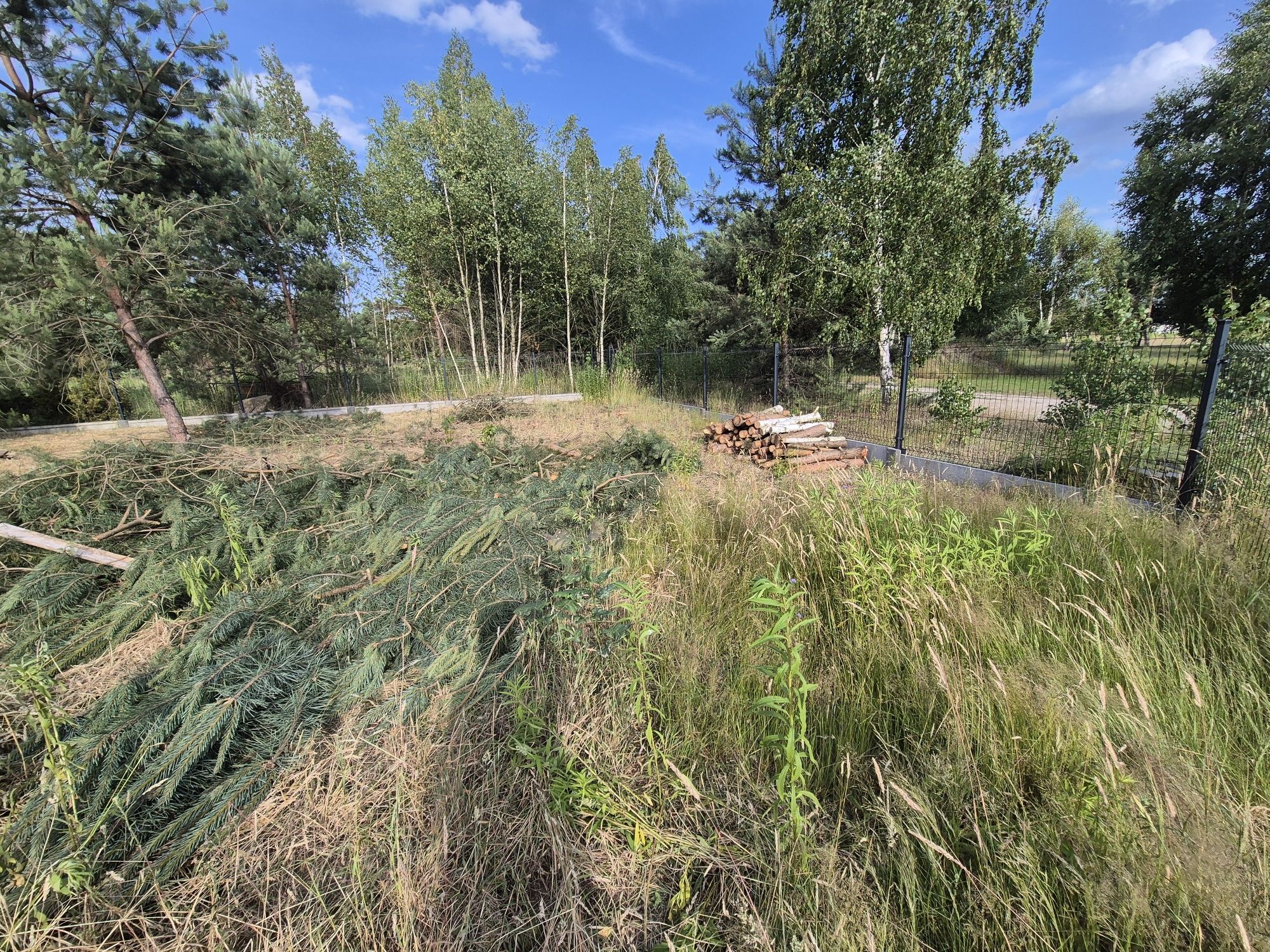 Oddam gałęzie drzewo chrust