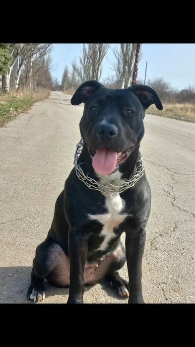 Вязка питбуль, девочка.