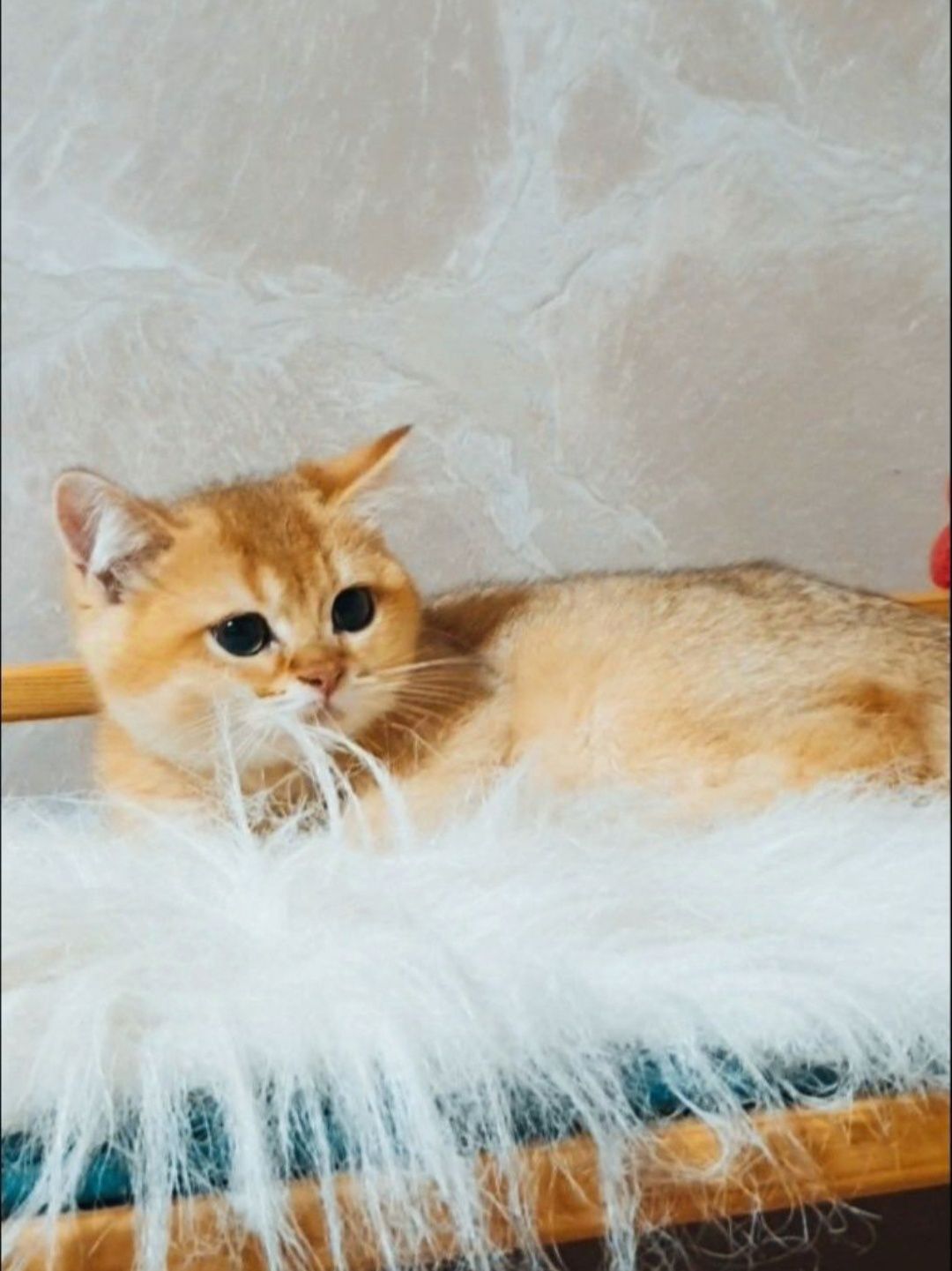 Золотой британец