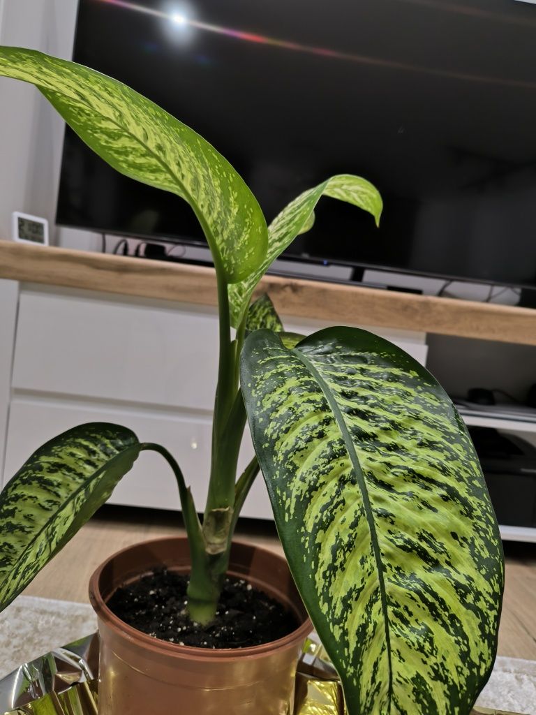 Difenbachia 'tropic snow' kwiat domowy doniczkowy, nie monstera, super