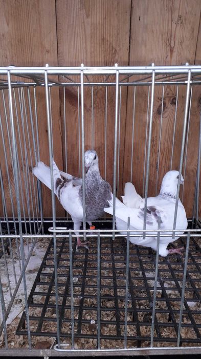 Pocztowy kolorowy para Andaluz białe 2025 r tygrysy