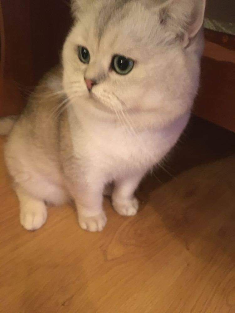 Kotek srebrny krotkowłosy
