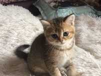 Котенята скотіш золотиста шиншилка