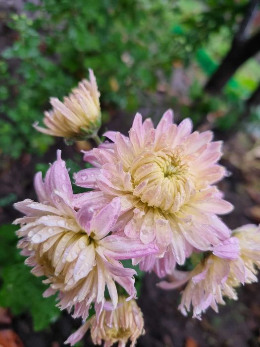 Хризантемы микс саженцы набор