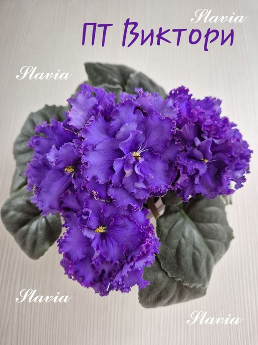 Сортові фіалки (фиалки, сенполії, сенполии)