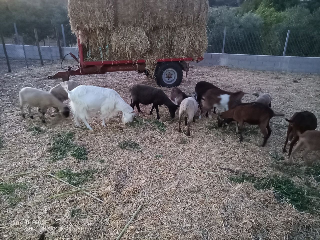 Ovelhas e cabras