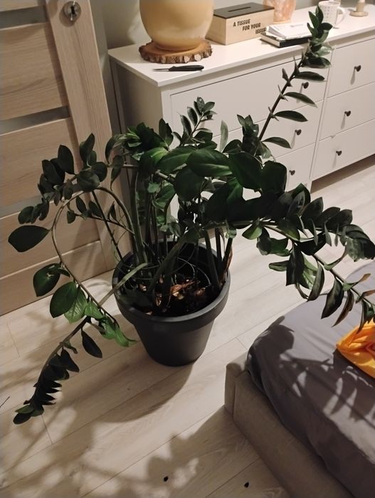 Zamiokulkas, zamioculcas, roślina doniczkowa domowa