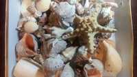 Коллекция ракушек, морские ракушки