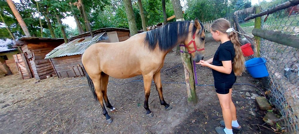 Śliczny Wałach  stelio