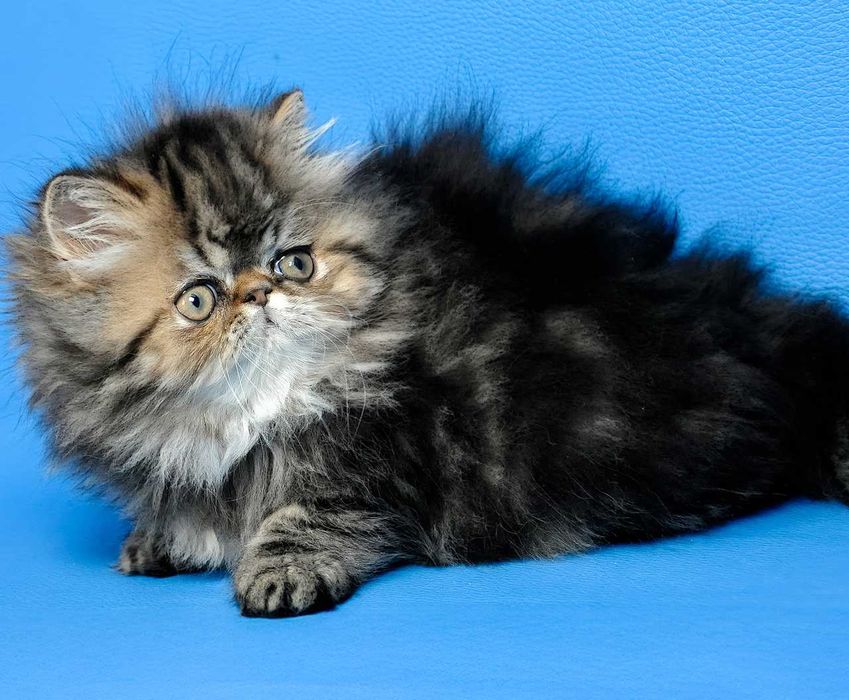 Персидская девочка