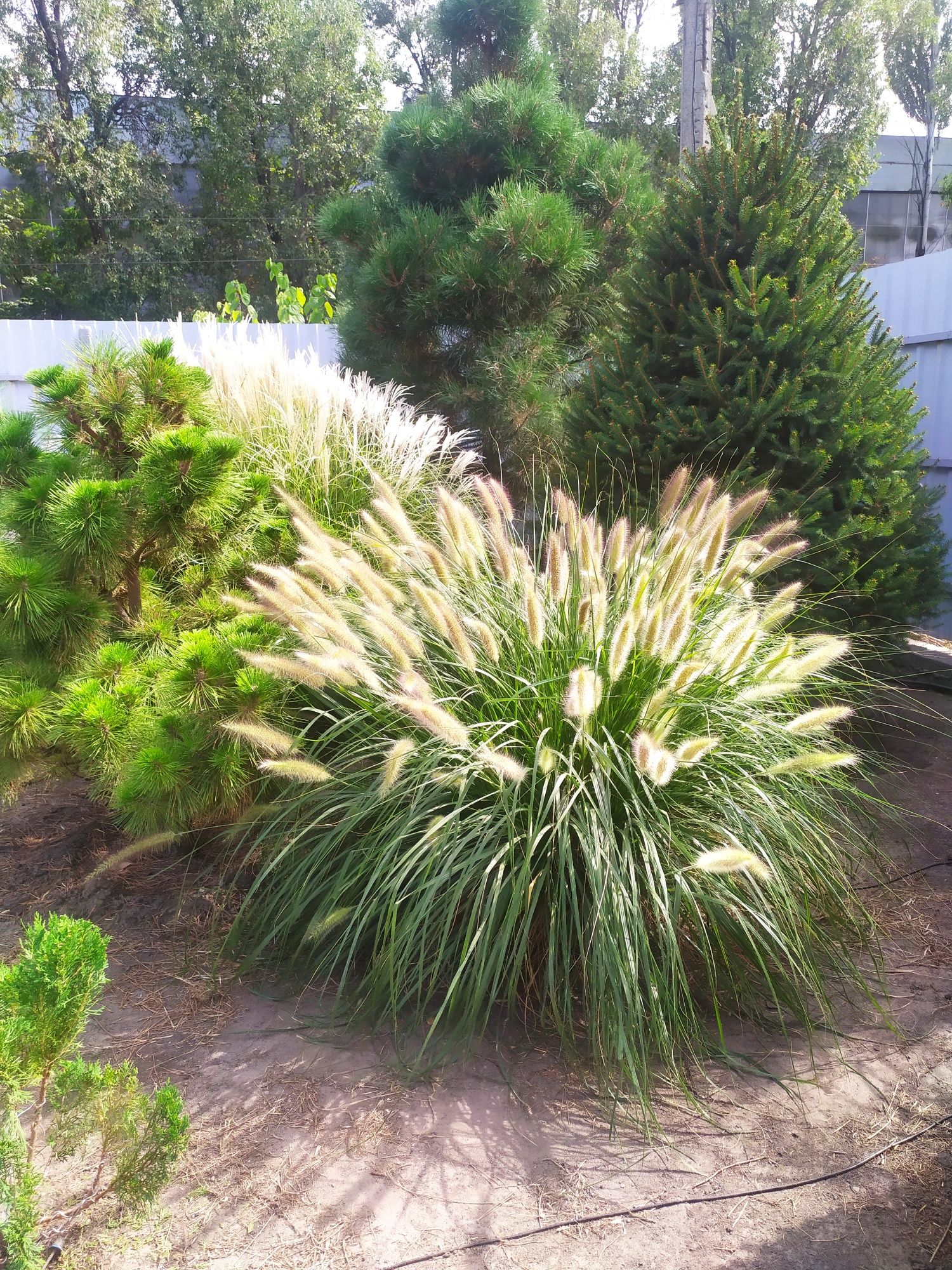 Пеннисетум (pennisetum alopecuroides) Лисий хвост, Пампасная трава
