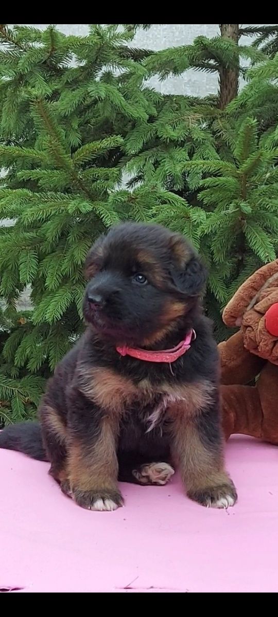 Цуценята німецької вівчарки
