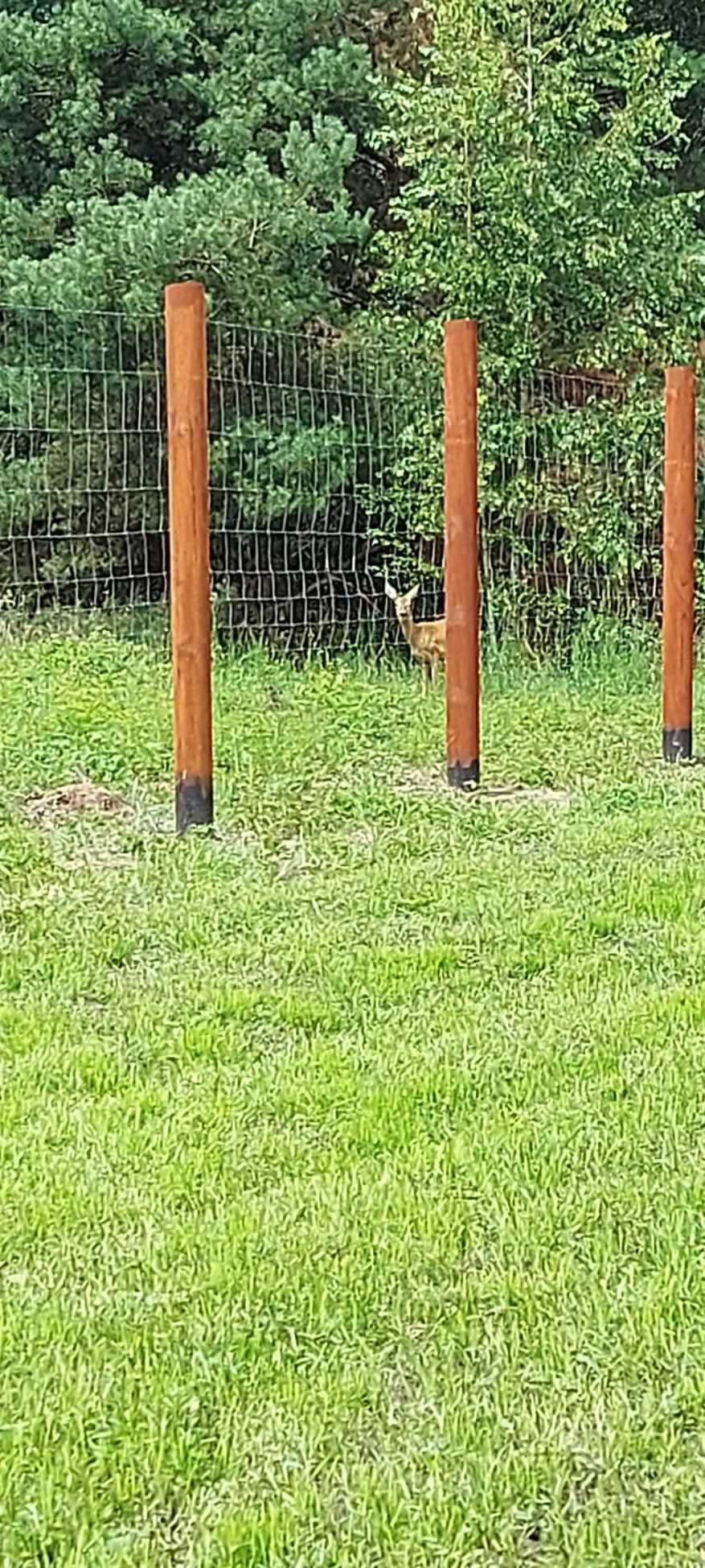 Płot Ogrodzenie Tymczasowe Ogrodzenie budowlane z siatki leśnej