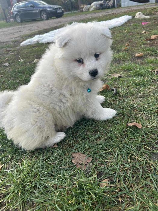 Suczka szczenię samoyed