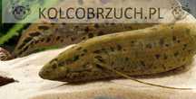 Prapłetwiec brunatny - Skrzelec - Protopterus annectens - ODŁÓW